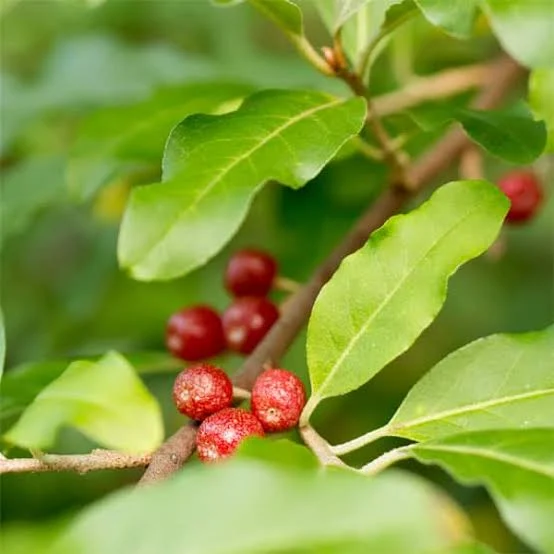 <p>Autumn olive </p>