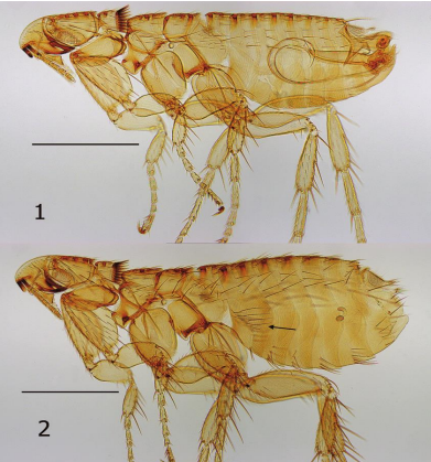 <p>what is this ? </p><p>phylum and class ? </p><p>two special characters ? (and also compare between male and female shapes)</p><p>disease transmitted by this vector ? 2</p>