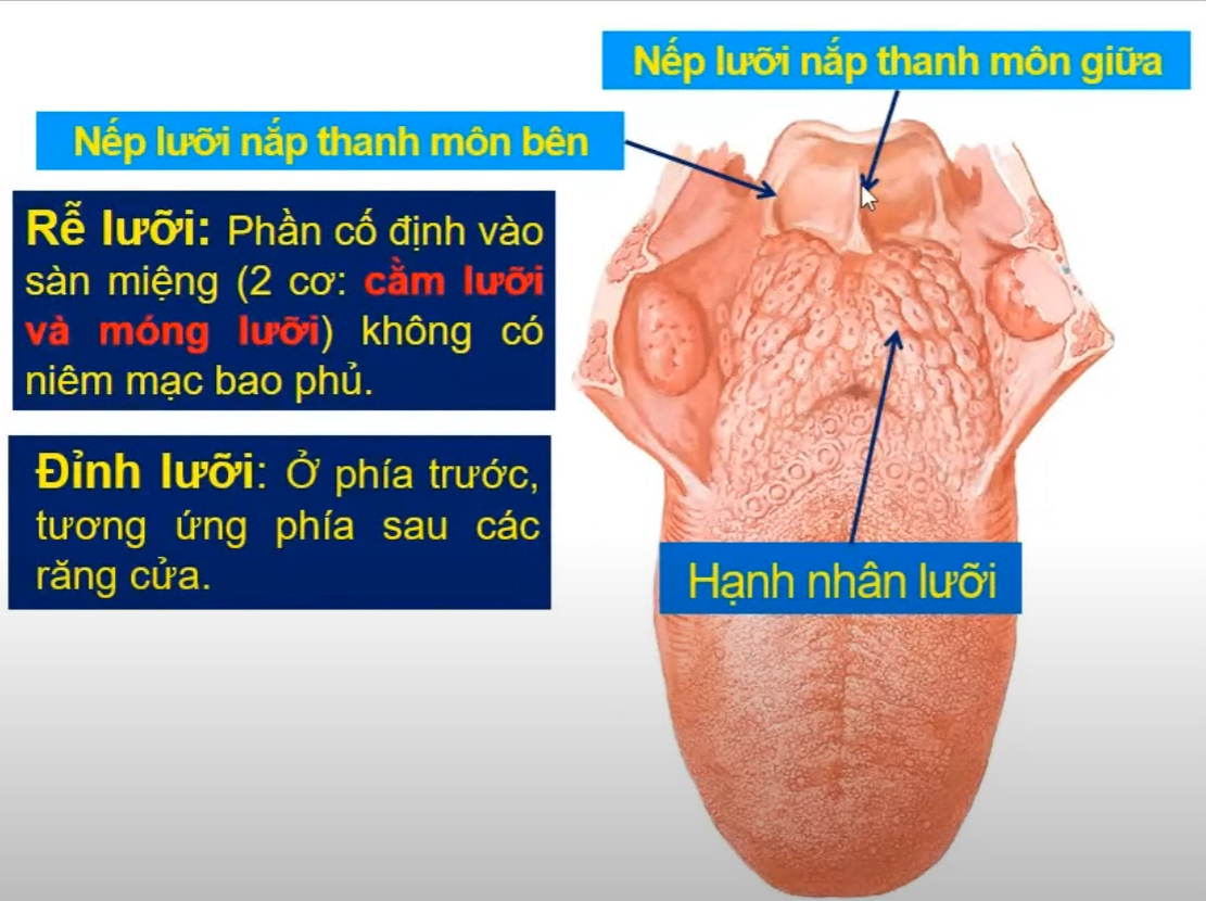 <p>2 cơ nào sau đây không có niêm mạc bao phủ, cố định rễ lưỡi vào sàn miệng ? </p>