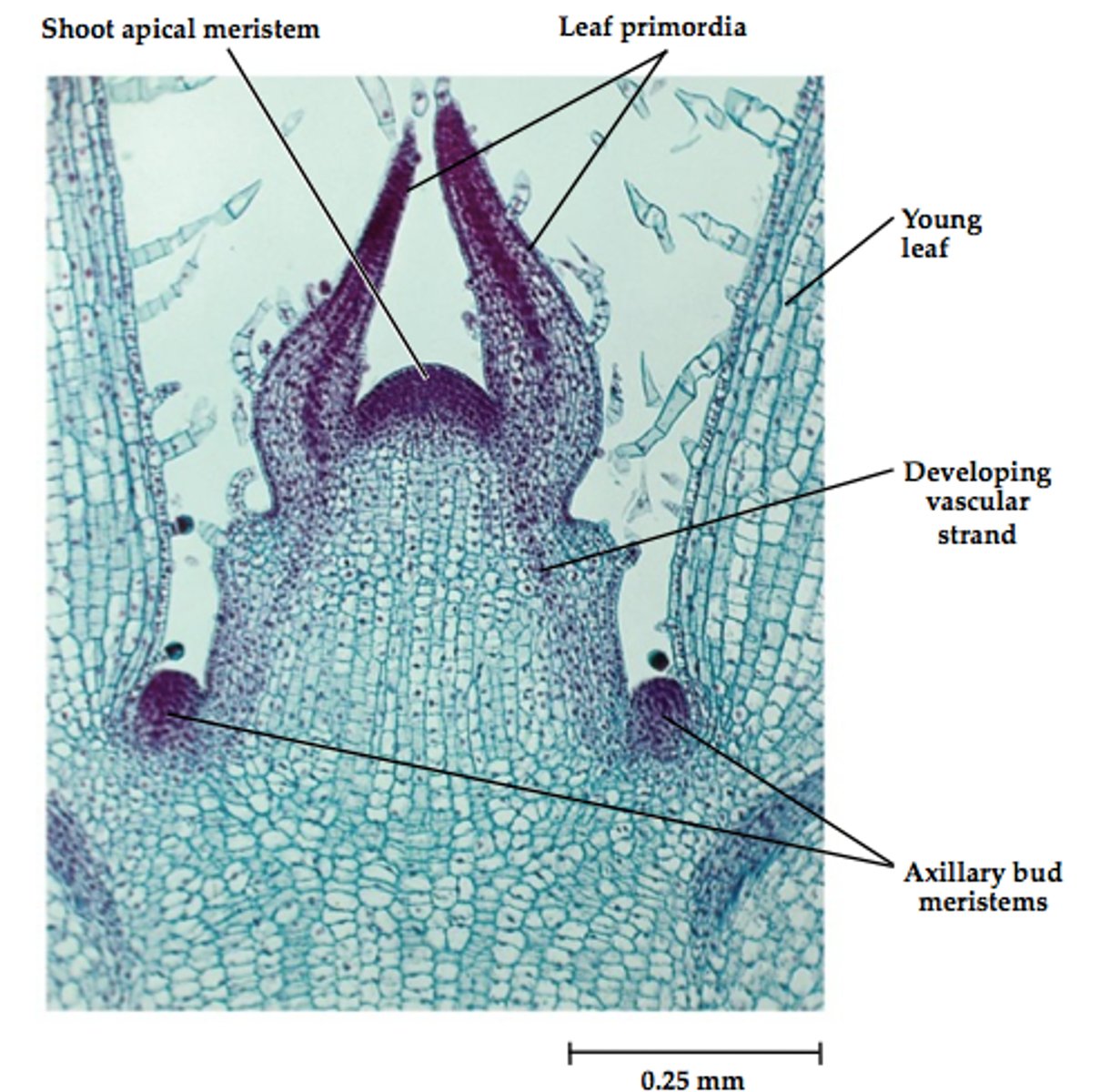 <p>-where plants make a lot of cells (rapid cell division)</p><p>-found in tips of roots and tips of stems</p>
