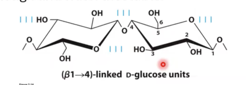 <p>cellulose. cellulose forms these really tight hydrogen bonds between polymers of this molecule also in between the individual  sugars that make up this glucose chain. what makes cellulose insoluble in water is this hydrogen bonding.&nbsp;water cannot fit in between these strands, so now you have an insoluble polymer that is a very polar polymer but it is still insoluble in water.</p>