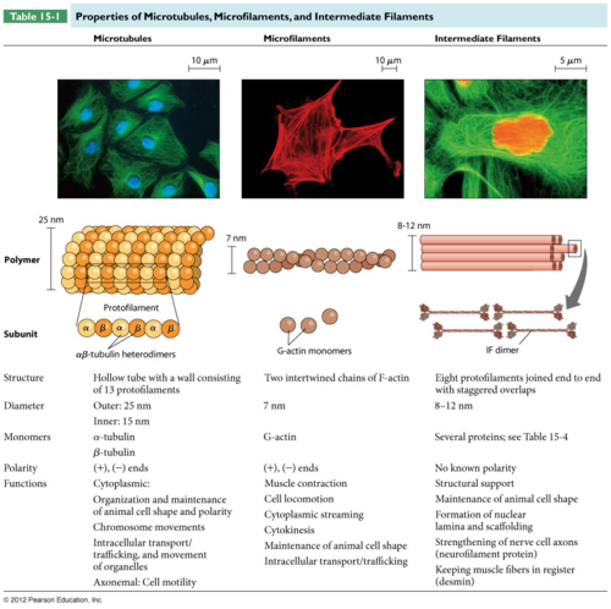 <p>Actin is thin and flexible and shorter than microtubules, but more individuals, over 30X more than microtubules in a cell</p>