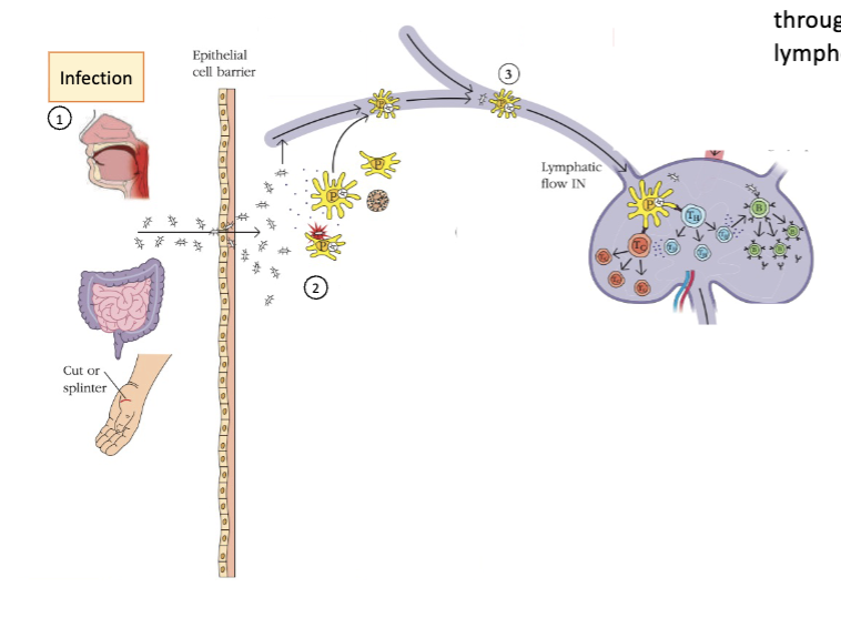 <p><strong>overview of immunologic networks</strong></p><ol start="3"><li><p>free pathogen and some phagocytic cells that have engulfed the pathogen flow or migrate through lymphatic vessels toward ______ (e.g. lymph nodes)</p></li></ol><p></p>