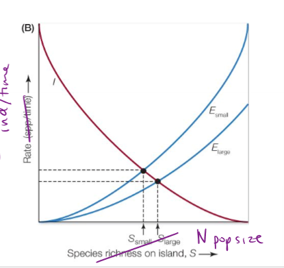 <p>Are extinction rates on large patches or small patches higher? How is the immigration rate?</p>
