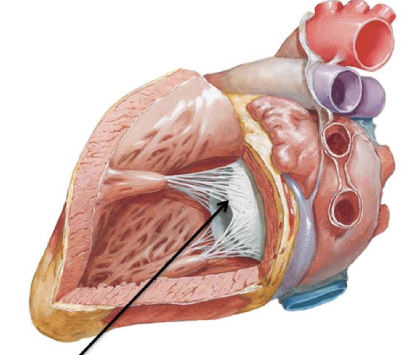 <p>the majority of the surface area of the left atrium is taken up by the 4 separate openings of the pulmonary veins. The only other opening of the left atrium is the ___ ___ ___.</p>