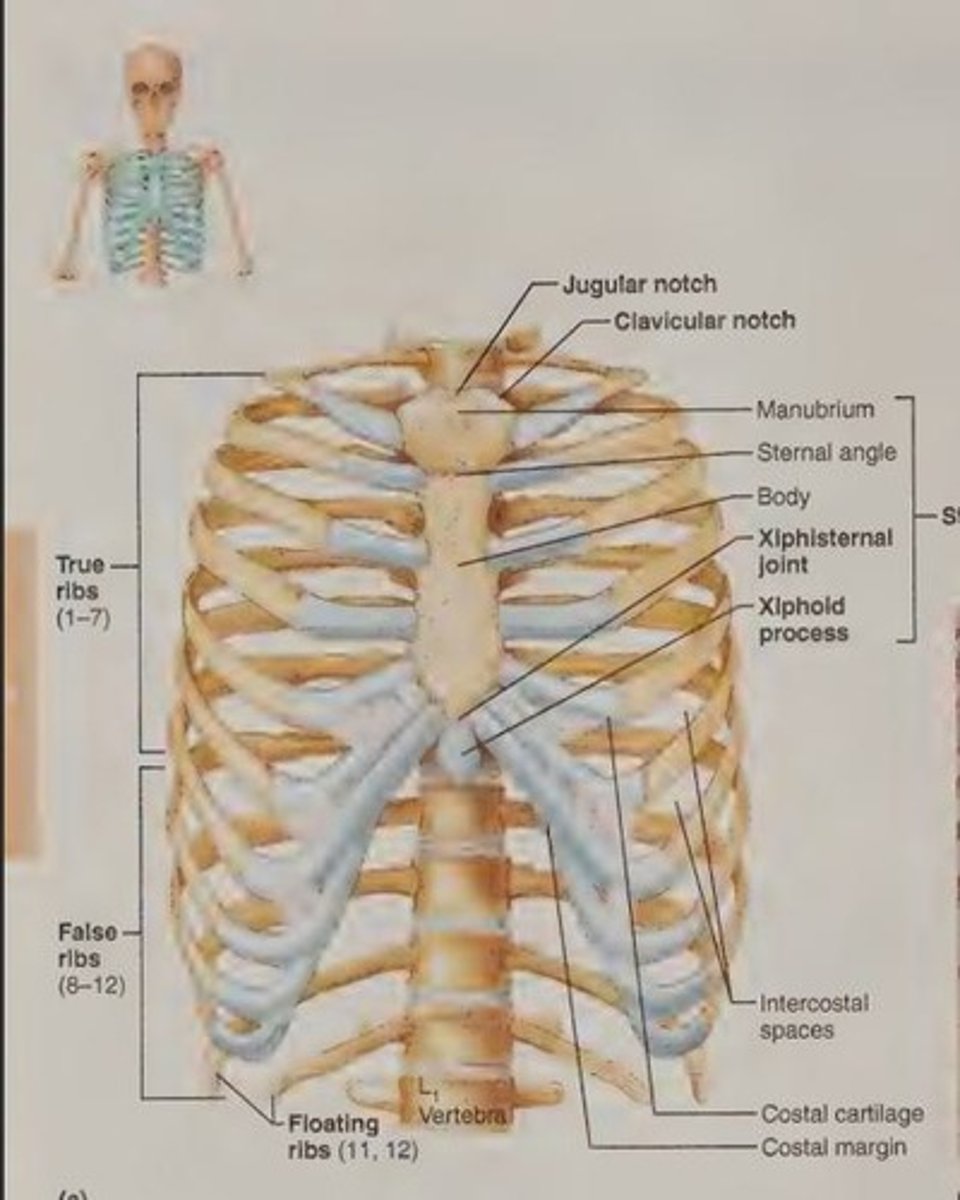 <p>The bony thorax composed of the sternum, ribs, thoracic vertebrae, and cartilages.</p>