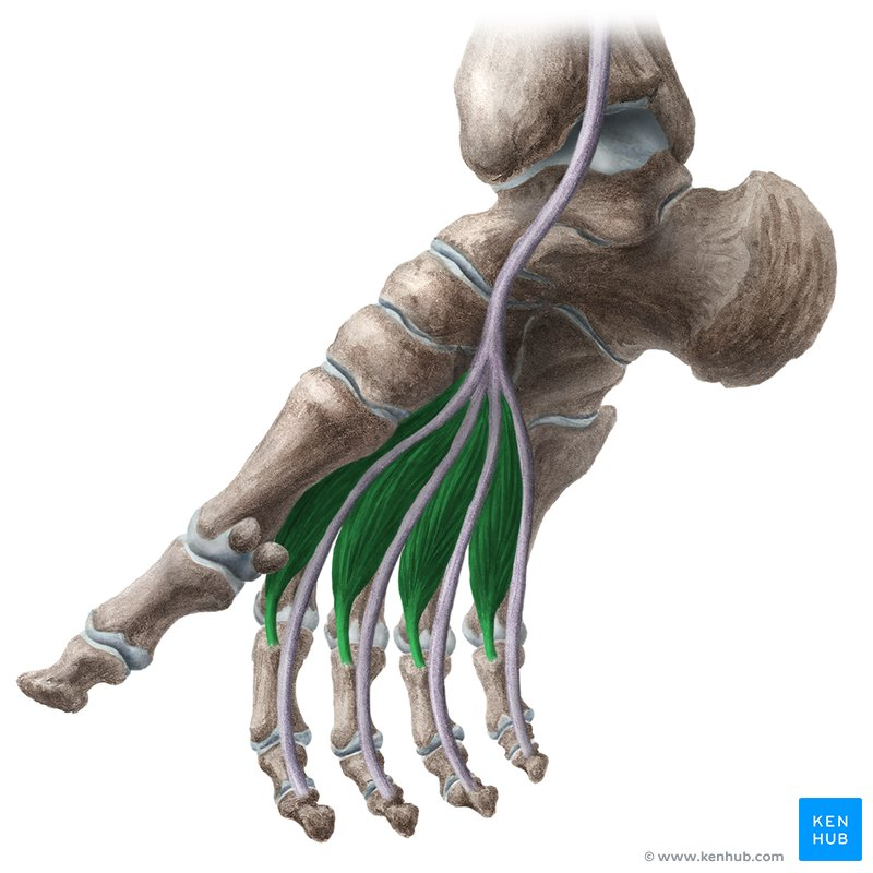 <p>o. no m. flexor digitorum longus cīpslām</p><p>i. m. extensor digitorum longus cīpslas (2-5 pirkstam)</p><p>f. flexio phalangis proximalis</p><p>extensio phalangis mediae et distalis</p>