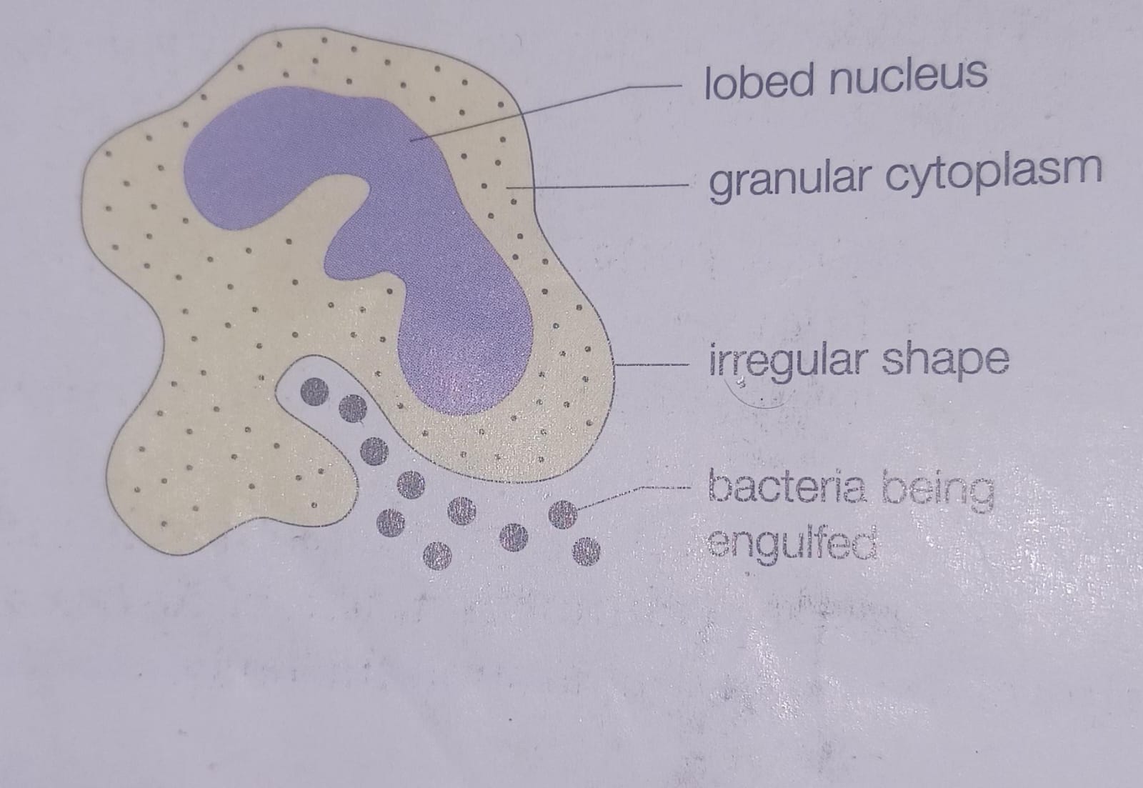 <p>What type of white blood cells is depicted?</p>