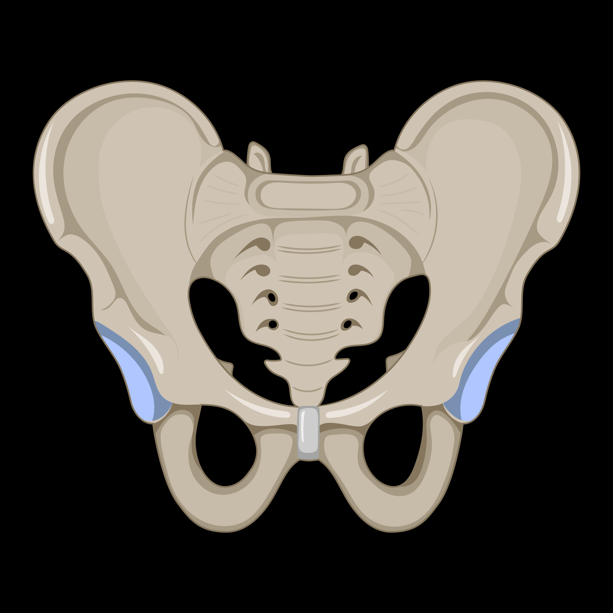 <p>Which Pelvis is this?</p><ul><li><p>&lt;90° Pubic Arch (Angle at the Bottom of the Pelvis)</p></li><li><p>Higher Iliac Crest</p></li><li><p>Deeper Pelvic Cavity</p></li></ul>