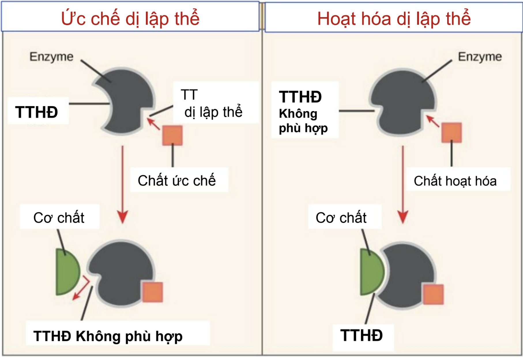 <p><strong>Khi chất ức chế gắn vào trung tâm dị lập thể của enzyme, điều gì xảy ra?</strong></p><p>A. Tăng ái lực với cơ chất</p><p>B. Làm enzyme bị phá vỡ hoàn toàn</p><p>C. Thay đổi hình dạng trung tâm hoạt động làm cơ chất không gắn được</p><p>D. Thúc đẩy phản ứng xảy ra nhanh hơn</p>