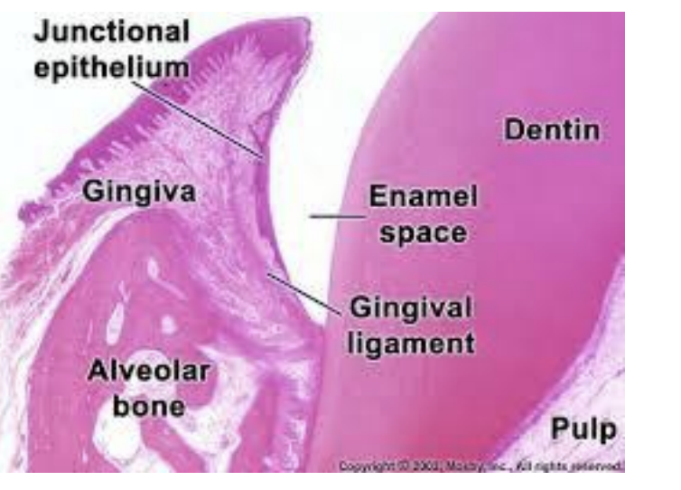 __**Teeth & Gingiva**__ 

How many types of teeth do domestic animals have ? 