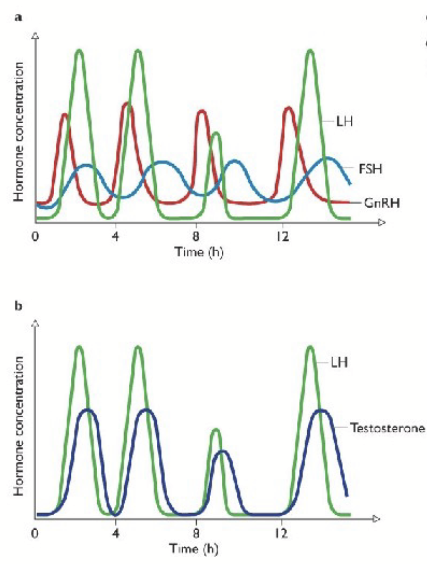 <p>Many hormones from the hypothalamus and pituitary are pulsatile or episodic → regulated by the biological clock of hypothalamic suprachiasmic nucleus. May prevent the down regulation of receptors from continuous level of hormone secretion. Can trigger specific action depending on pulse frequency.</p><ul><li><p>Release is NOT continuous from hypothalamus/pituitary → prevents desensitization (receptors do not become overwhelmed).</p></li></ul><p></p>
