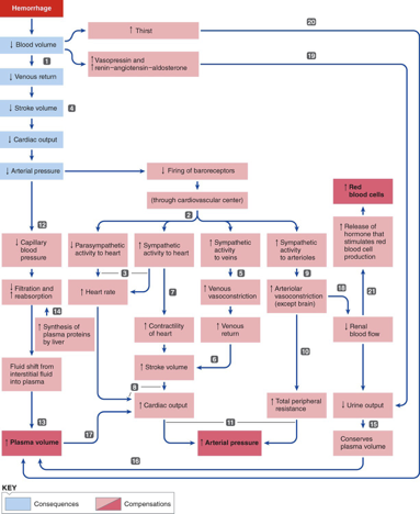 <p>septic shock or anaphylaxis → widespread vasodilation → decreased peripheral resistance → lower MAP &lt;60 (circulatory shock)</p>