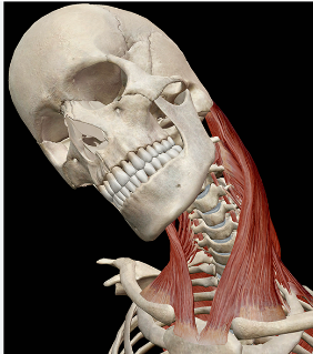 <p>*Sternum, Clavicle, Mastoid (zygomatic bone)</p><p>O = manubrium + clavicle</p><p>I = mastoid process + occipital bone</p><p>A = flexes laterally, <strong>PM: </strong>head flexion</p>