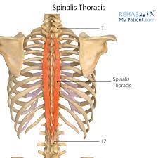 <p>intermediate deep back: erector spinae</p><p>most medial</p><p>3 dif segments: cervicis thoracis lumborum</p><p>extension</p>