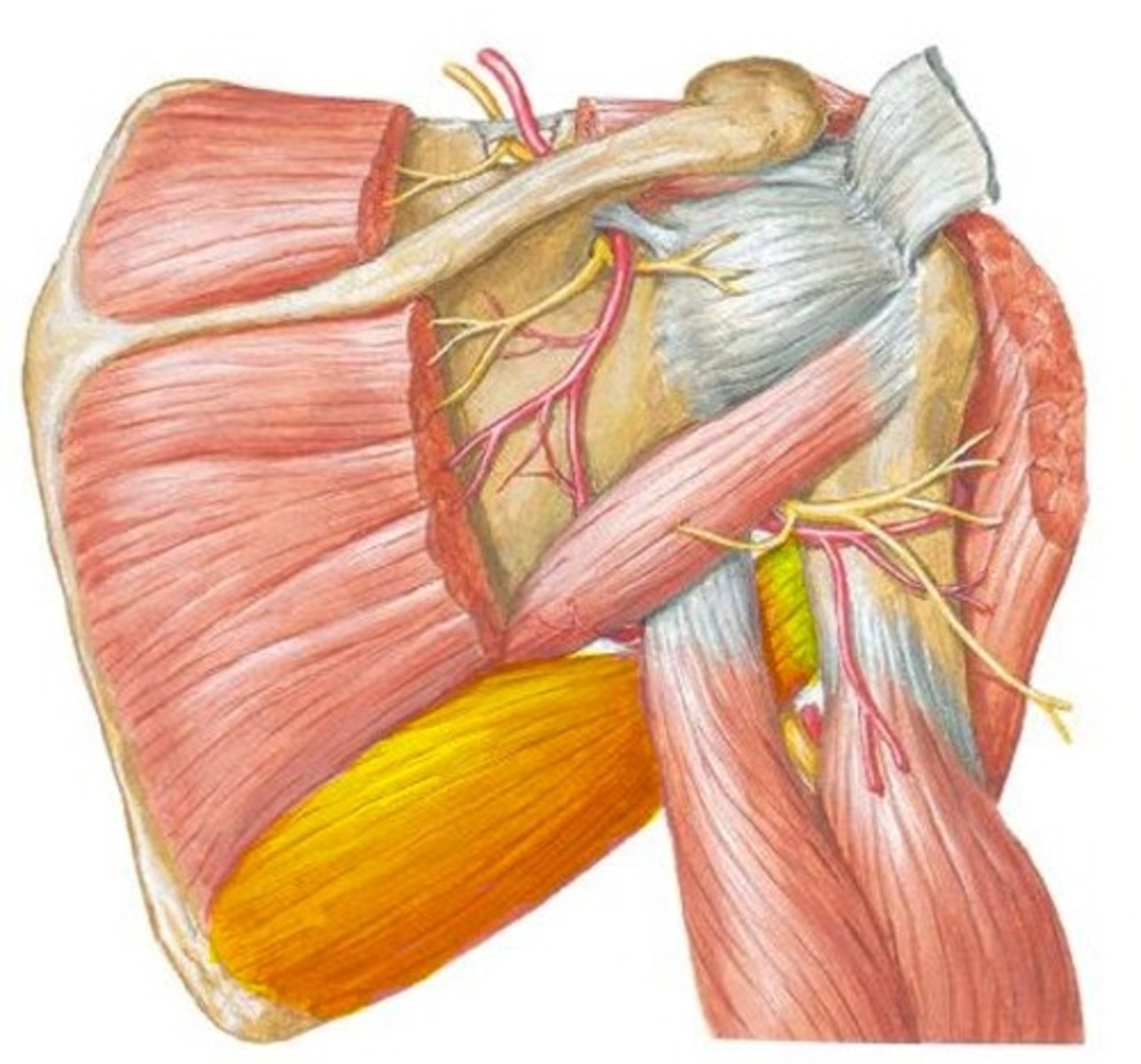<p>lower subscapular</p>