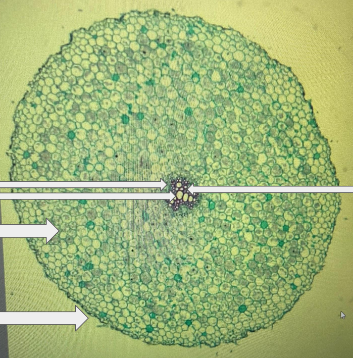 <p>In this image, identify the Endodermis, Xylem, Cortex, Phloem and Epidermis (root cross-section)</p>
