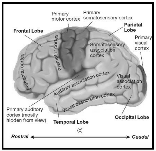 <p>= 1e stops voor zintuiglijke info</p><p>Primaire auditieve cortex</p><ul><li><p>temporaal</p></li></ul><p>Primaire visuele cortex</p><ul><li><p>occipitaal</p></li></ul><p>Primaire somatosensorische cortext</p><ul><li><p>pariëtaal</p></li><li><p>tast, pijn, temperatuur, lichaamspositie &amp; -beweging</p></li></ul>