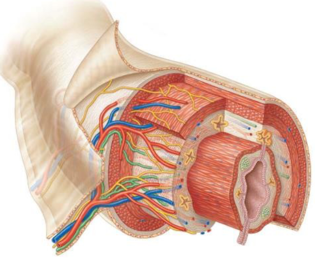 <ol><li><p><span><span>Mucosa</span></span></p></li><li><p><span><span>Submucosa</span></span></p></li><li><p><span><span>Muscularis externa</span></span></p></li><li><p><span><span>Serosa</span></span></p></li></ol><p></p>