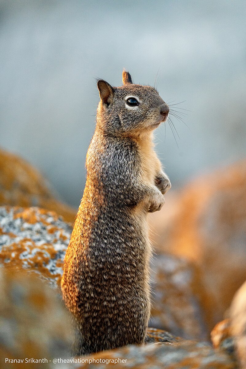 <p><strong>California Ground Squirrel </strong></p>