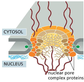 <p>Nuclear Pores</p>