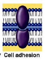 perform cell to cell attachments by recognizing and binding receptors or chemical groups on other cells