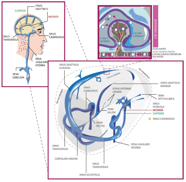 <p>They are located in specific parts of the brain and they convey CSF AND Blood from venous capillaries to drain it outside the NS. Their walls are made of dura mater</p>