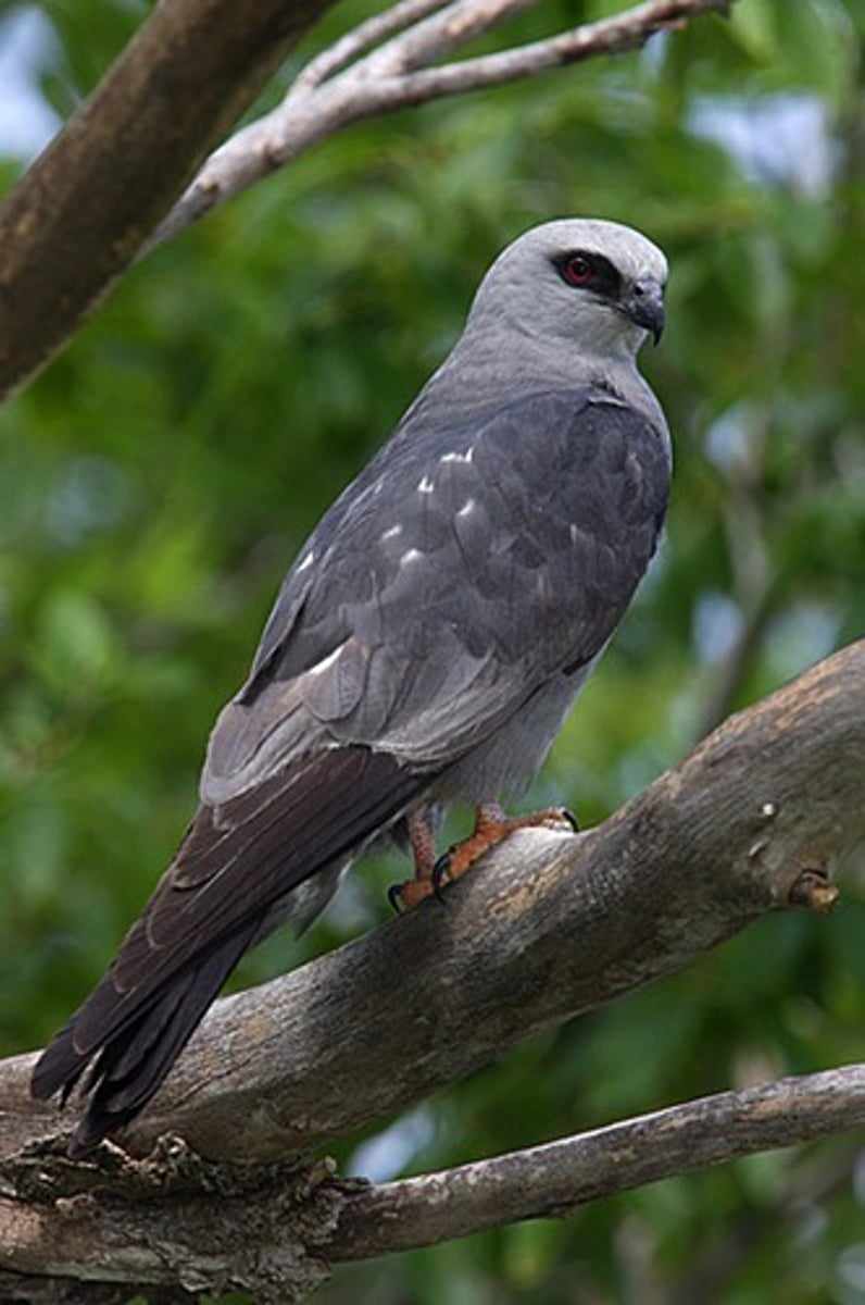 <p>Accipitriformes</p>