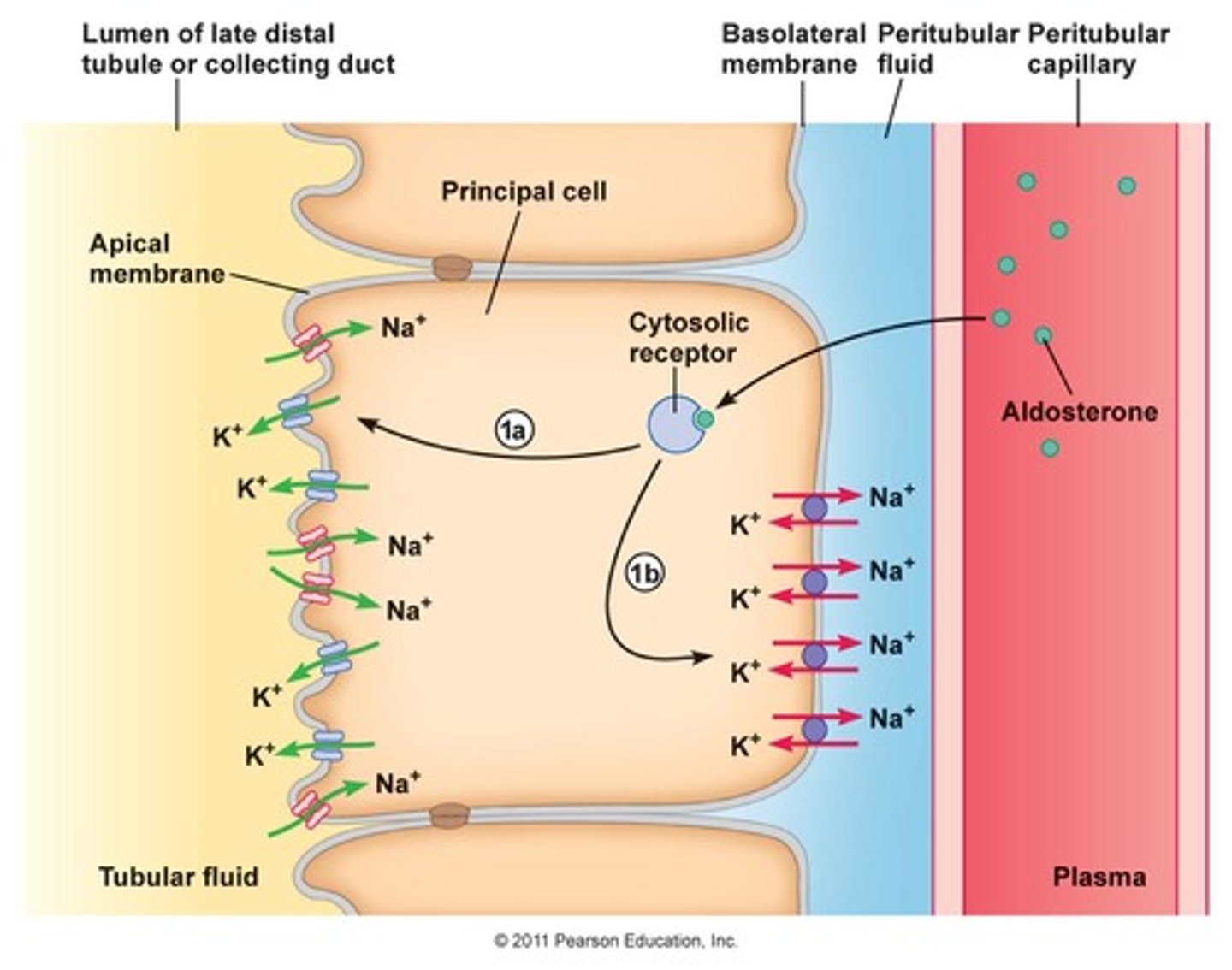 <p>The apical membrane of the epithelial cells borders the lumen of the nephron.</p><p>The basolateral membrane of the epithelial cells borders the peritubular capillaries.</p>