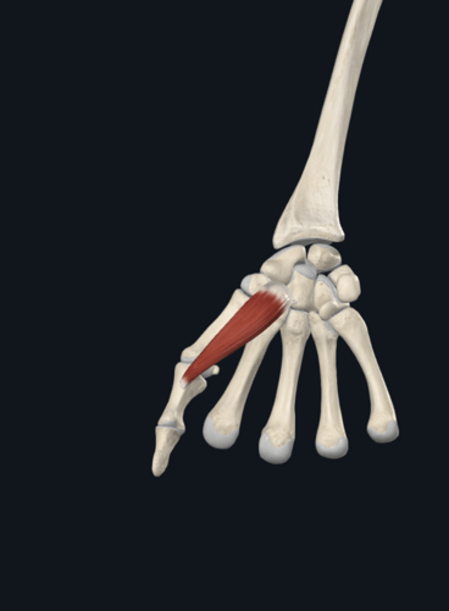 <p>flexes thumb</p>