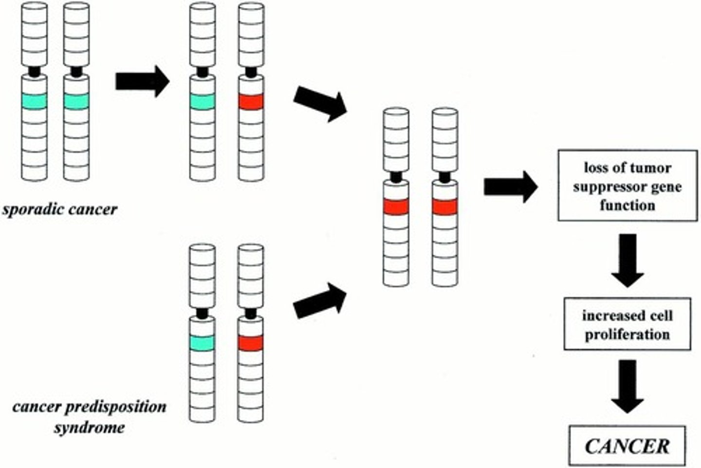 <p>1. mutation event inactivates one allele of a tumor suppressor, but the unaffected allele can still function</p><p>2. a second mutation event MUST occur that inactivates the unaffected allele, resulting in the complete functional elimination of the tumor suppressor gene</p>