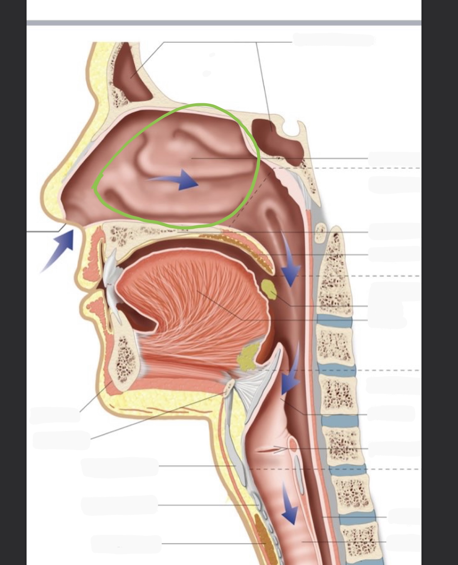 knowt flashcard image
