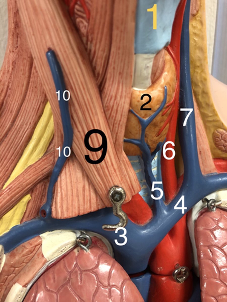 <p>9. A muscle located in the neck involved in the rotation and flexion of the head.</p>