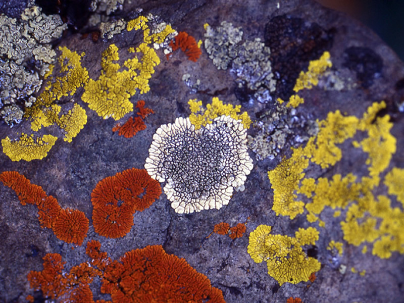 <p>crustose lichen</p>