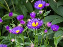 <p>erigeron ‘dunkelste aller’</p>