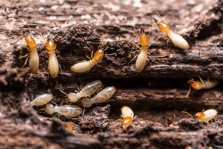 <p>look like ants but usually very pale color</p>