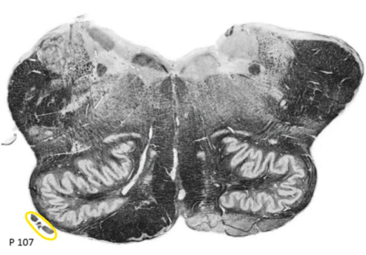 <p>ID the structure</p>