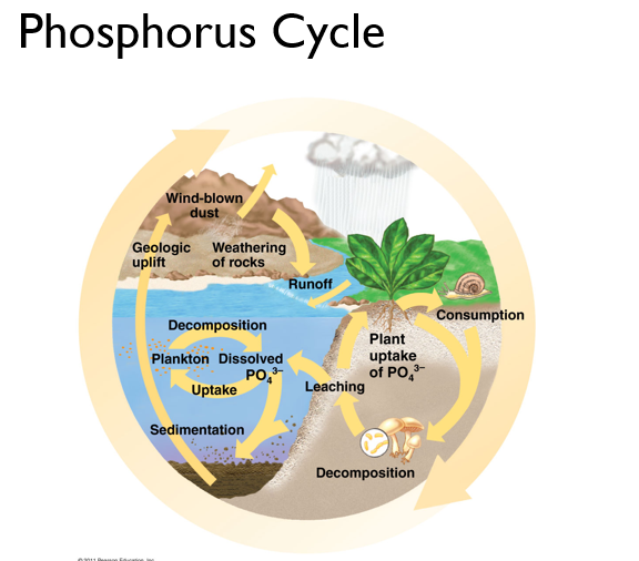 <p>phosphorus, sometimes nitrogen</p>