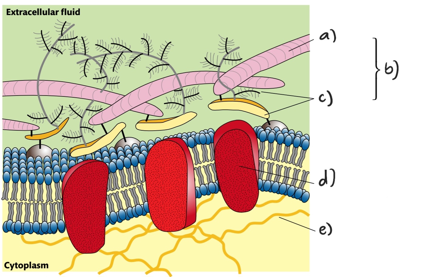 Label the following diagram