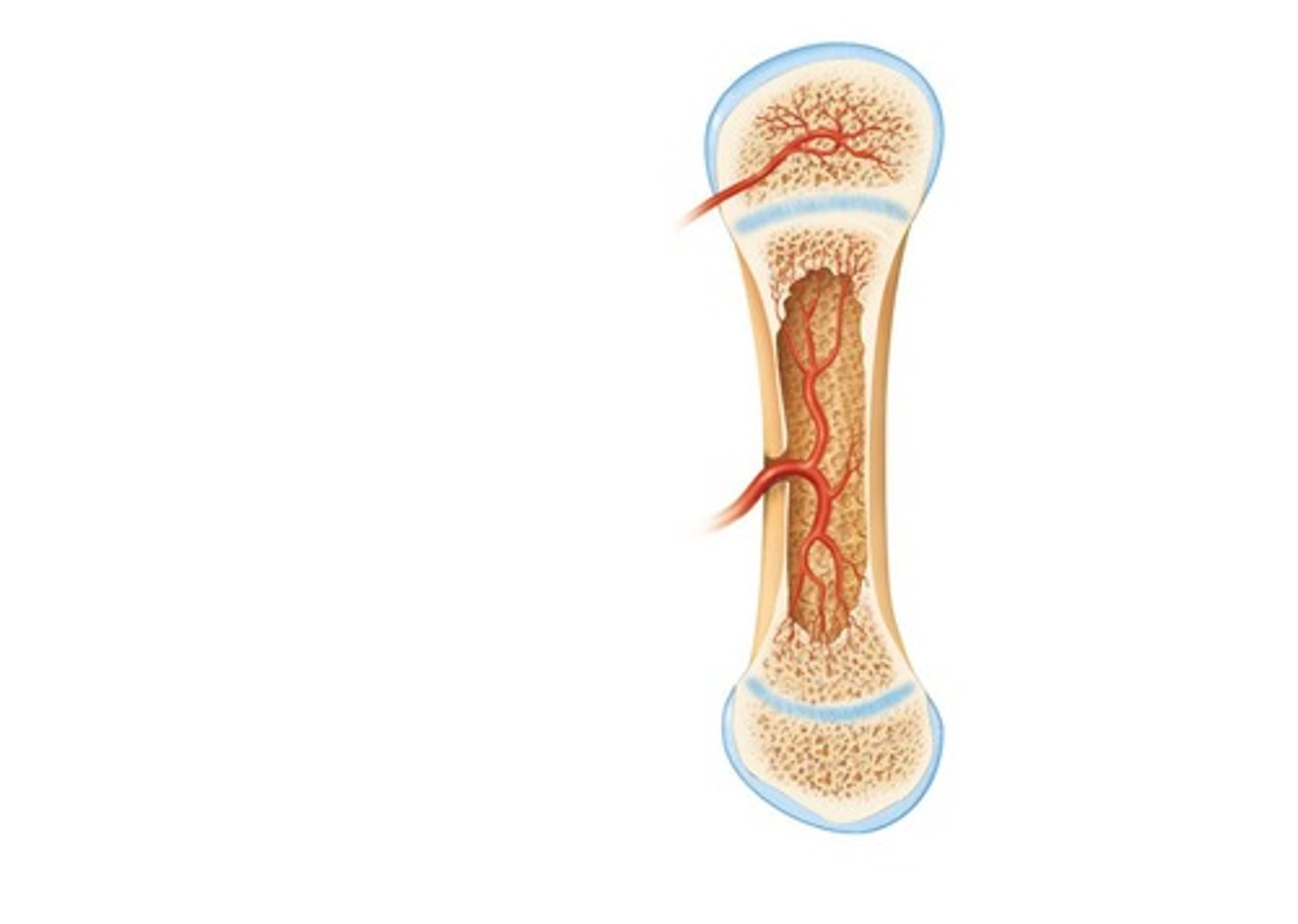 <p>Red marrow. In newborns: medullary cavities and all spongy bone. In adults: heads of femur/humerus, flat bones (sternum), irregular bones (hip). Yellow marrow can revert to red if necessary.</p>
