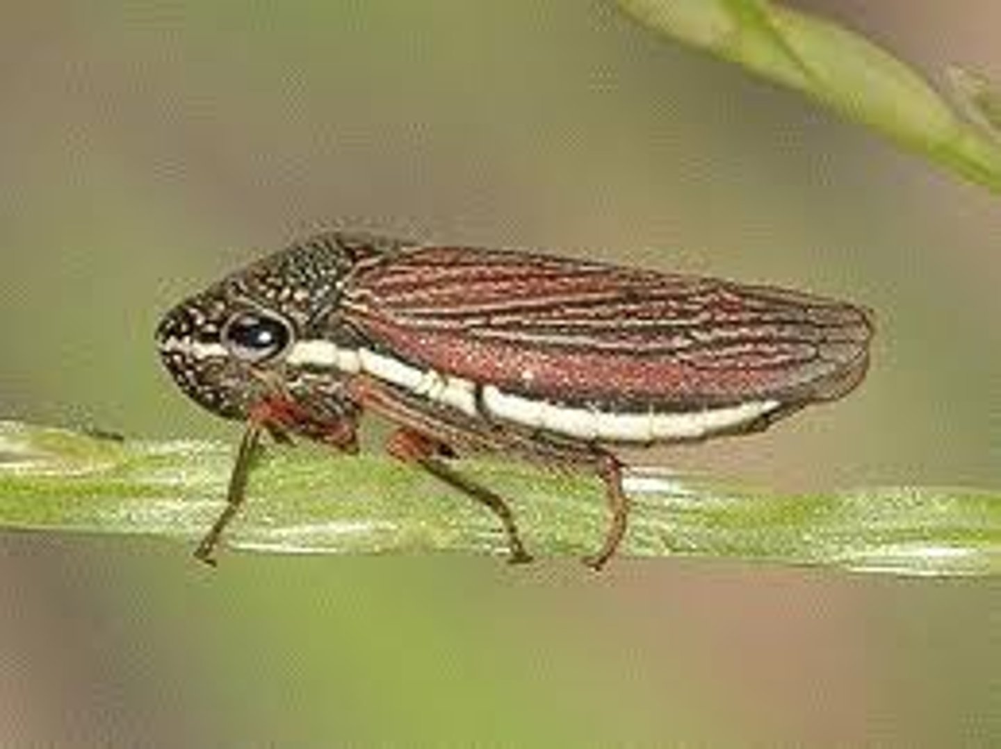 <p>cicadas &amp; hoppers, big head with cute hammerhead eyes</p>