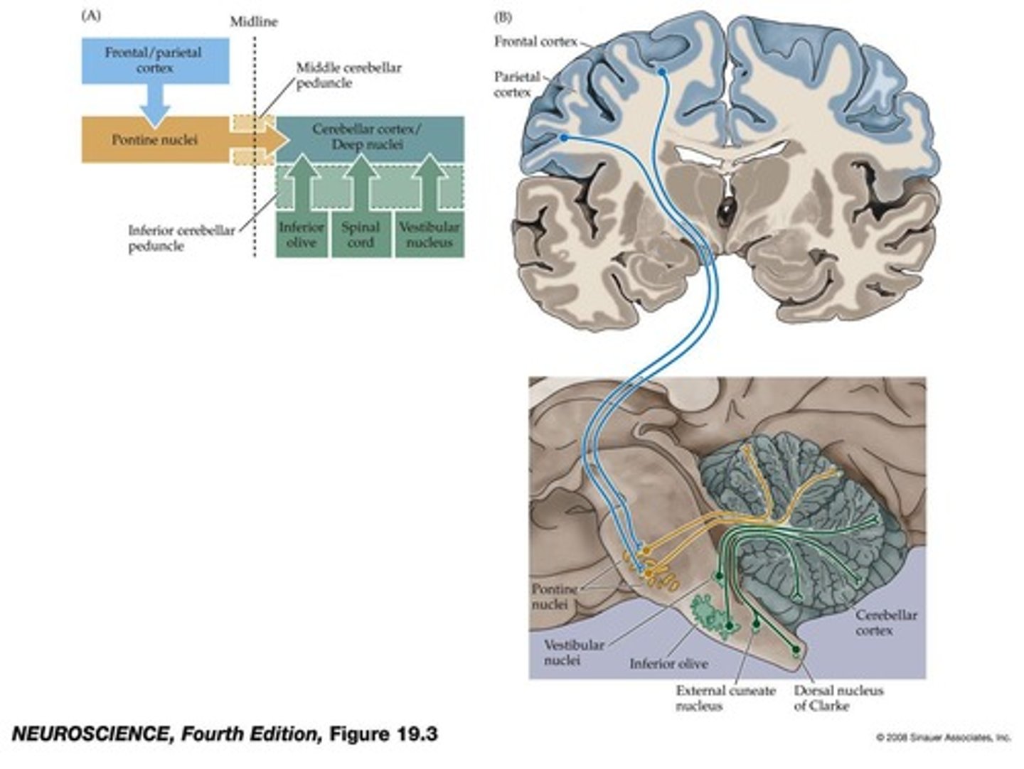 <p>It plays a major role in feedforward control of voluntary movements by adjusting output to upper motor neurons based on learned errors.</p>