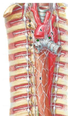 <p>-sympathetic innervation: from splanchnic nerves branching off the sympathetic chain from T1 through T4</p><p>-parasympathetic innervation: lungs receive parasympathetic innervation from branches of the vagus nerve</p><p>-both sympathetic and parasympathetic axons ramify within the pulmonary plexus located anterior and posterior to the root of the lung, as well as along branches of the bronchial tree</p>