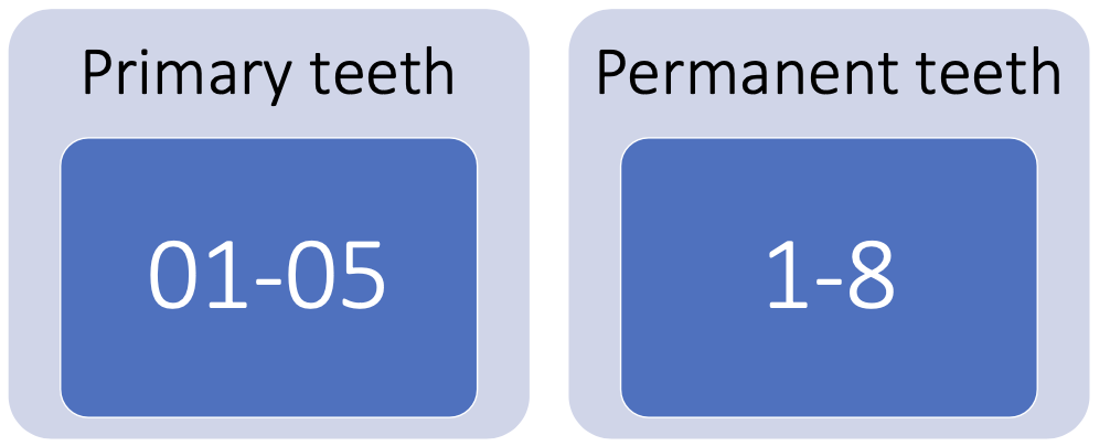 <p>Primary teeth :</p><ul><li><p>01 through 05</p></li></ul><p>Permanent teeth :</p><ul><li><p>1 through 8</p></li></ul><p><strong><u>PLUS (UPPER) &amp; MINUS (LOWER) WRITTEN WHERE THE MIDLINE IS</u></strong></p><p></p>