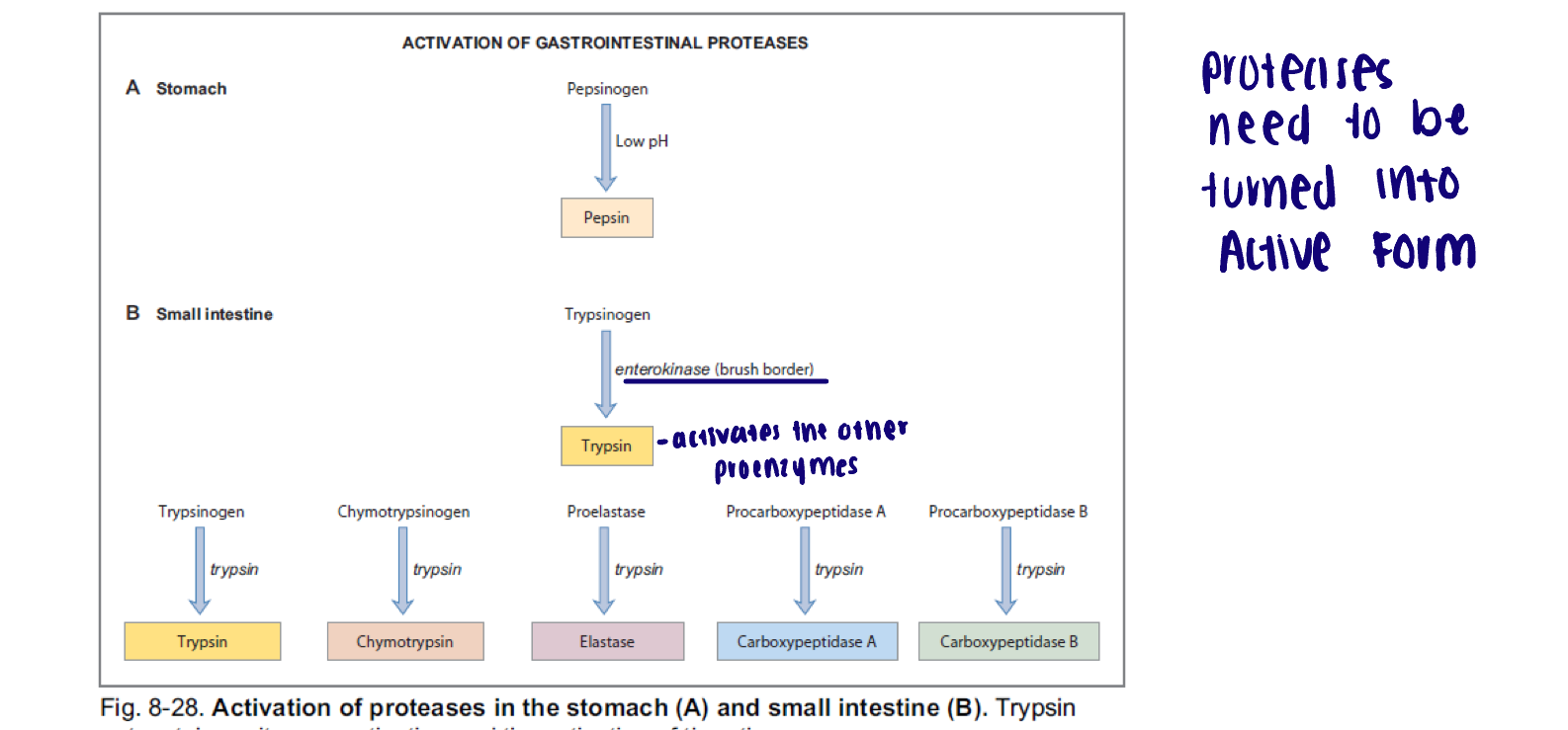 <ul><li><p>Stomach: low pH </p></li><li><p>Small intestine: Enterokinase, an enzyme in the brush border of the small intestine catalyzes the conversion of trypsinogen to trypsin </p><ul><li><p>Trypsin then catalyzes conversion of multiple proenzymes into active forms </p></li></ul></li></ul><p></p>
