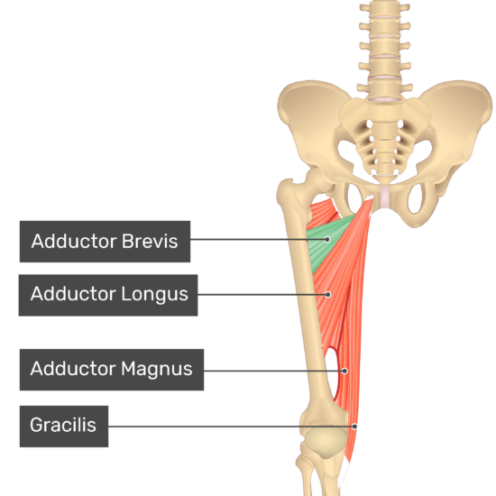 What is the action for Adductor Brevis?