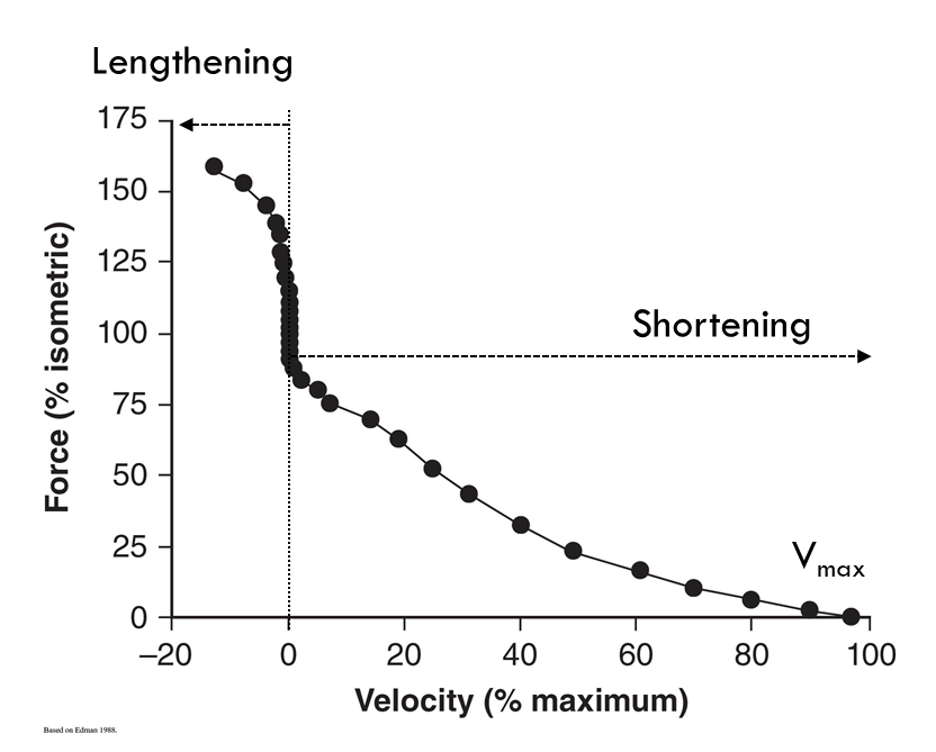 <ul><li><p><span style="background-color: transparent;"><strong><span>Eccentric contractions (lengthening, negative velocity) </span></strong><span>produce the highest force with the lowest metabolic cost (force produced increases with an increase in speed)</span></span></p></li><li><p><span style="background-color: transparent;"><strong><span>Isometric contractions (no length change, velocity = zero)</span></strong><span> allow for high force production</span></span></p></li><li><p><span style="background-color: transparent;"><strong><span>Concentric contractions (shortening, positive velocity) </span></strong><span>produce high to low force production, depending on shortening velocity (force produced decreases with an increase in speed)</span></span></p></li></ul><p></p>