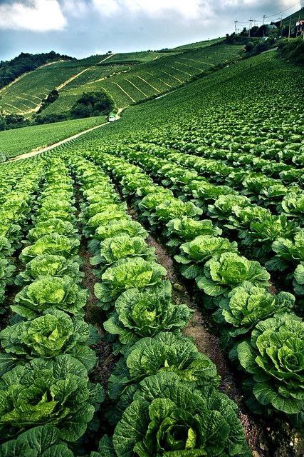 <p><em>Ladang.</em></p>