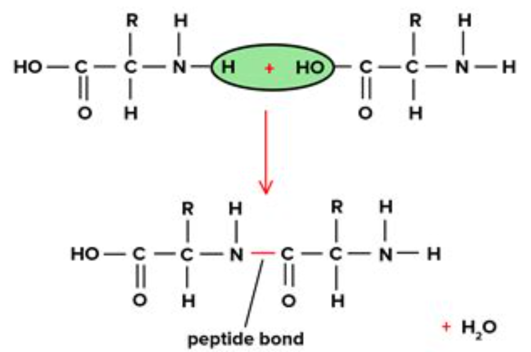 <ul><li><p>The OH from the carboxylic group and the H from the amine group join together to form water. </p></li><li><p>And a peptide bond is formed between the carbon in carboxylic group and nitrate in amine group.</p></li></ul><p></p>