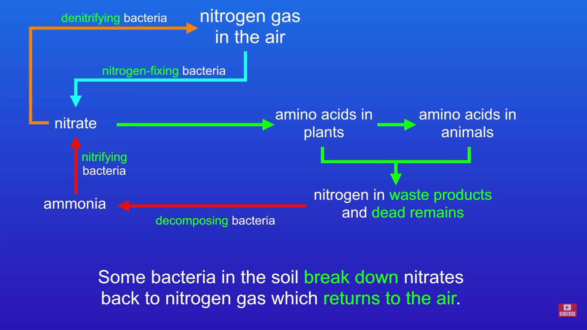 <ul><li><p>Nitrogen in the air is converted to nitrates in the soil by nitrogen fixing bacteria</p></li><li><p>The nitrates are absorbed by plants and made into amino acids</p></li><li><p>Animals eat some of these plants and the amino acids are passed into animals</p></li><li><p>When plants and animals die (or through animal excrement) there is nitrogen in their remains</p></li><li><p>Decomposing bacteria turn this into ammonia</p></li><li><p>Nitrifying bacteria then converts the ammonia to nitrates to be absorbed into plants again</p></li><li><p>Denitrifying bacteria breaks down some of the nitrates into nitrogen which goes back into the air</p></li></ul>
